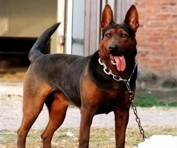 ​中国犬种大全，46种狗子都齐了，有没有你家狗子呢？（上）