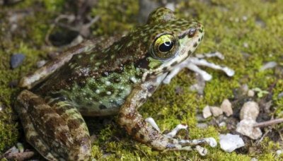 ​林蛙是国家几级保护 林蛙是不是一级保护动物