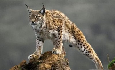 ​藏獒与猞猁生死大战，谁能赢？答案可能跟你想的不一样