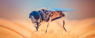 ​蜜蜂在灯光下多久会死 蜜蜂飞进灯里面咋办