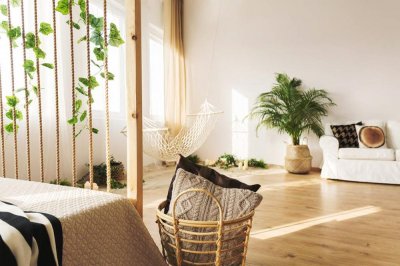 ​羽叶薰衣草如何养