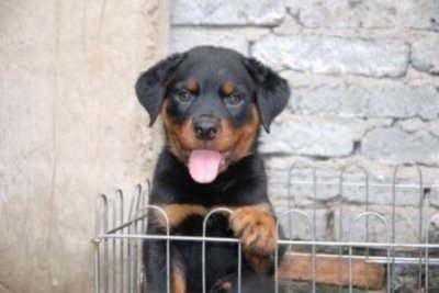 ​老年狗狗防癌饮食指南：血管瘤预防全攻略