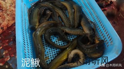 ​家里养泥鳅吃什么食物好（泥鳅喂什么东西长得快）