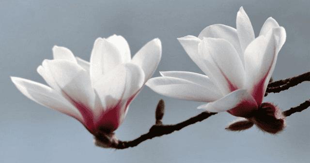 玉兰花是鬼花吗（玉兰为什么称为鬼花）