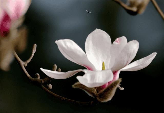 玉兰花是鬼花吗（玉兰为什么称为鬼花）