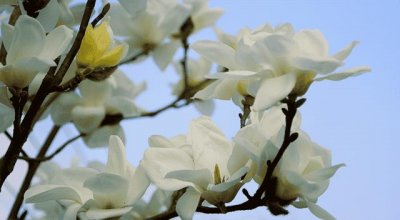 ​玉兰花是鬼花吗（玉兰为什么称为鬼花）