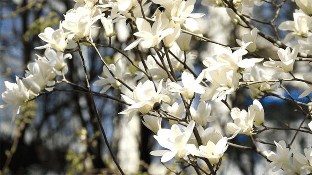 玉兰花是鬼花吗（玉兰为什么称为鬼花）