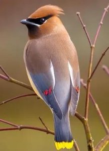 ​#两分钟秒懂太平鸟