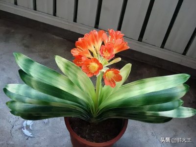 ​室内养“君子兰”，摆放位置有“讲究”，3个位置坚决不能摆放