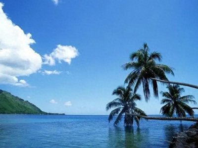 ​热带风情—椰子树