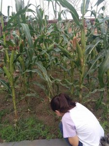 ​爆款标题，镇上惊现禁忌之恋，妈妈与儿子在玉米地上被撞到！