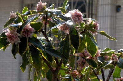 ​瑞香什么时候修剪好 修剪方法是什么