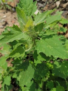 ​路边发现的灰绿藜