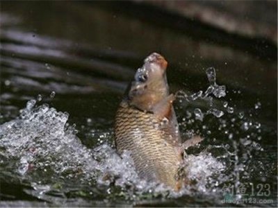 ​钓友分享野钓鲤鱼的五个实战技巧