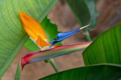 ​养鹤望兰必看！从起源到养护全攻略