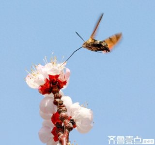 ​蜂鸟鹰蛾与杏花生态互动，传播花粉