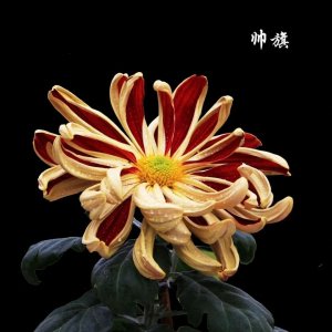 ​“宝典”在手，赏菊无忧～