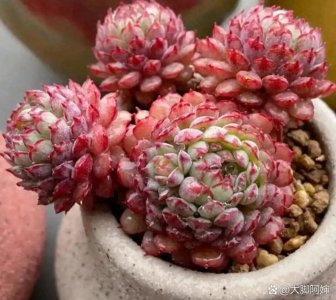 ​10款“夏必死”多肉大盘点！新手慎入，老手也翻车！