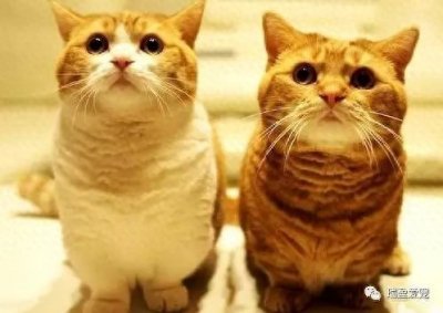 ​养猫对孩子有哪些不利影响？|六分之一