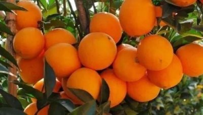 ​怎么挑选好吃的橙子，可不是一件简单的事情哦