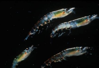 ​小磷虾，大作用