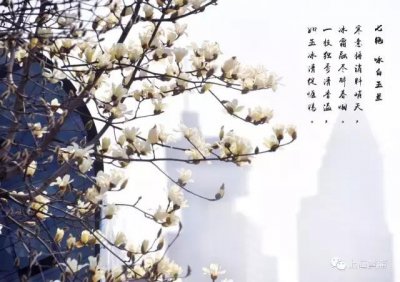​“报春使者”白玉兰悄然绽放 观赏期约三周