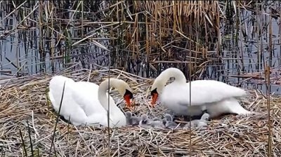 ​9只小可爱！郑州今年首窝疣鼻天鹅宝宝出生
