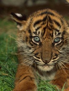 ​一国外男子养老虎当宠物，还向人表示不害怕，每天都相伴一起