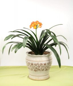 ​养君子兰用什么盆