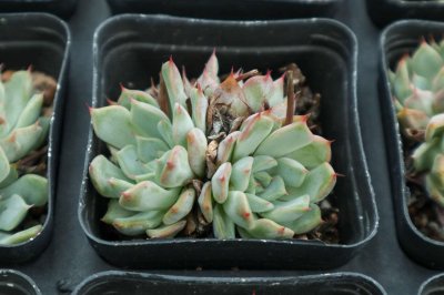 ​多肉植物种植