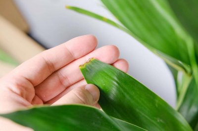 ​富贵竹能晒太阳吗，富贵竹能放卧室吗