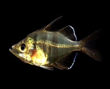 ​小型观赏鱼：玻璃拉拉