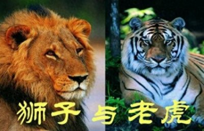​老虎与狮子谁更厉害?诸多因素证明它更厉害！