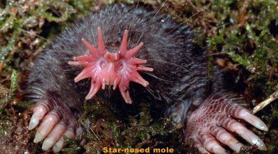 ​奇异动物-星鼻鼹 Star-nosed mole