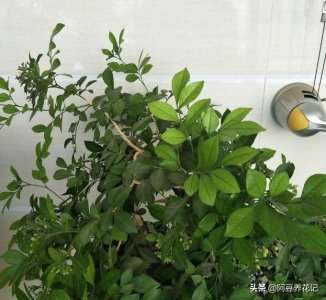 ​九里香浑身“全是宝”，摆放位置有讲究，“不宜”摆在卧室内