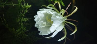 ​有关古人赞颂昙花的诗句（十首描写昙花绽放瞬间的诗词）