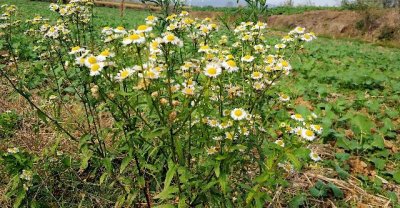 ​农村厕所边野草，人称白酒草，价值很珍贵，治炎症是好手