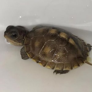 ​龟的头有小颗粒不痛不痒(什么宠物龟好养又漂亮)