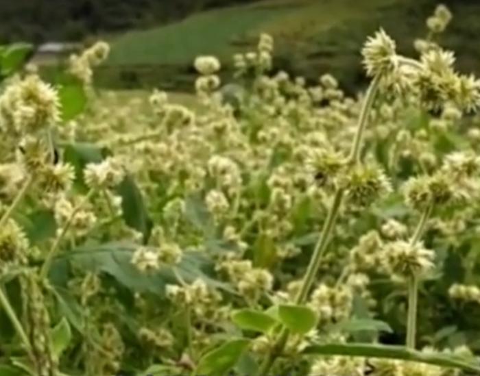 农村常见的这种野草你认识吗？它叫做“牛膝”，农村到处都是！