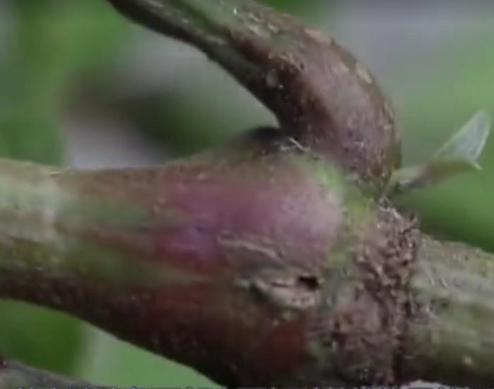 农村常见的这种野草你认识吗？它叫做“牛膝”，农村到处都是！