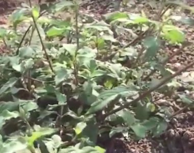 ​农村常见的这种野草你认识吗？它叫做“牛膝”，农村到处都是！