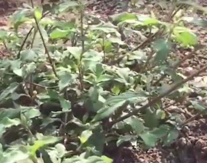 农村常见的这种野草你认识吗？它叫做“牛膝”，农村到处都是！