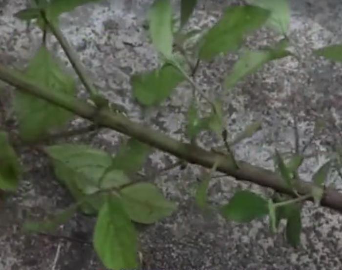 农村常见的这种野草你认识吗？它叫做“牛膝”，农村到处都是！