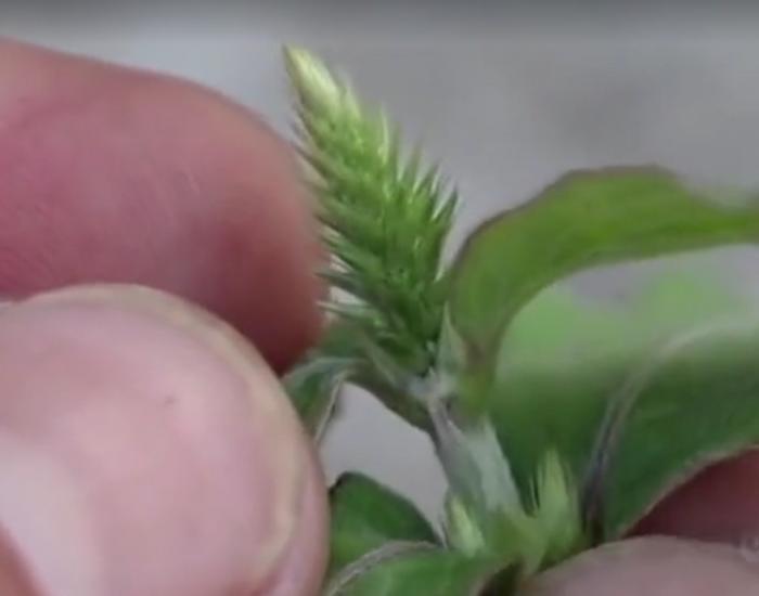 农村常见的这种野草你认识吗？它叫做“牛膝”，农村到处都是！