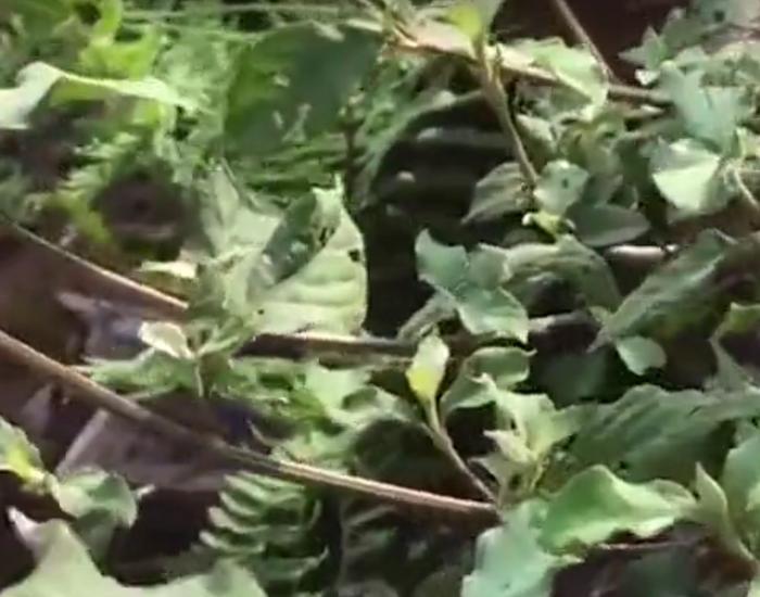 农村常见的这种野草你认识吗？它叫做“牛膝”，农村到处都是！