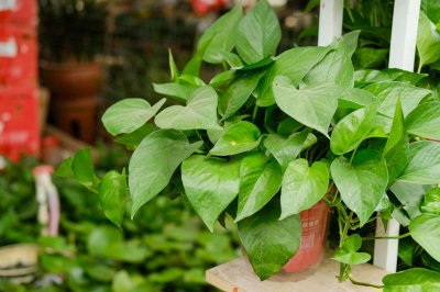 ​绿萝吊兰老发黄，3招让它绿得发亮！