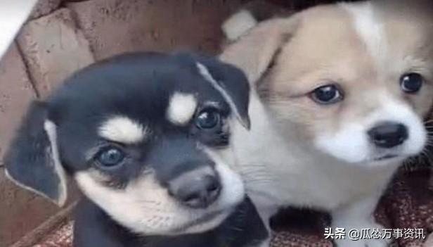 纯正的土狗长什么样？来看看100年前的珍贵照片