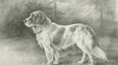 ​纯正的土狗长什么样？来看看100年前的珍贵照片