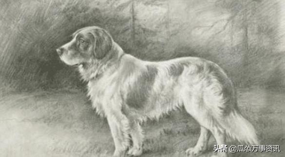 纯正的土狗长什么样？来看看100年前的珍贵照片