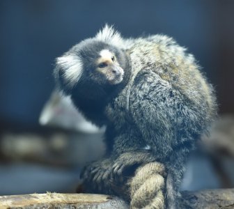 ​迷你小猴落户红山动物园，赤掌柽柳猴告诉你：你与今冬时尚只差一个“长筒袜”